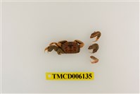 藏品(悅目大眼蟹)的圖片